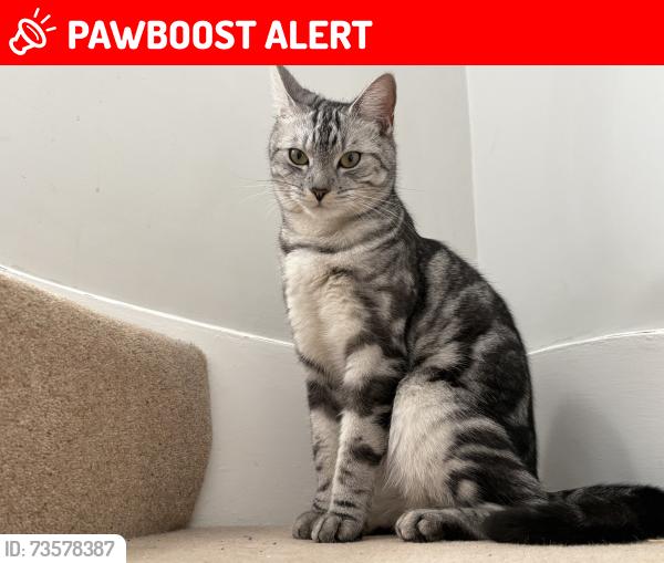 Lost Male Cat last seen Ashtree Way, Hertfordshire, England 