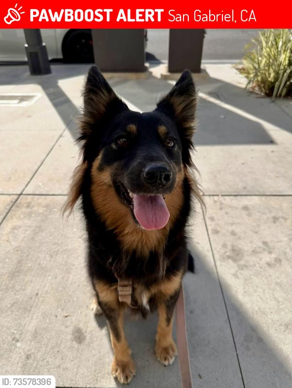 Lost Female Dog last seen San Gabriel & Marshall /10 freeway SAN GABRIEL CA, San Gabriel, CA 91776