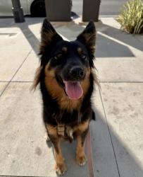 Lost Female Dog last seen San Gabriel & Marshall /10 freeway SAN GABRIEL CA, San Gabriel, CA 91776