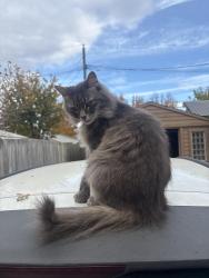 Lost Female Cat last seen Colman st, Clinton Township, MI 48035