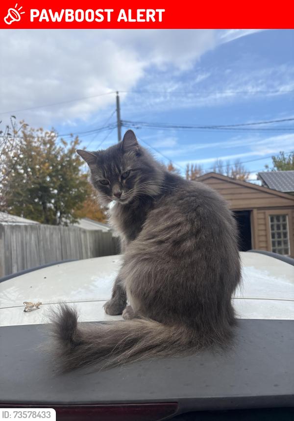 Lost Female Cat last seen Colman st, Clinton Township, MI 48035