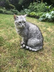 Lost Female Cat last seen Micklands primary school, Berkshire, England 