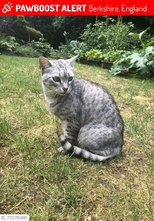 Lost Female Cat last seen Micklands primary school, Berkshire, England 