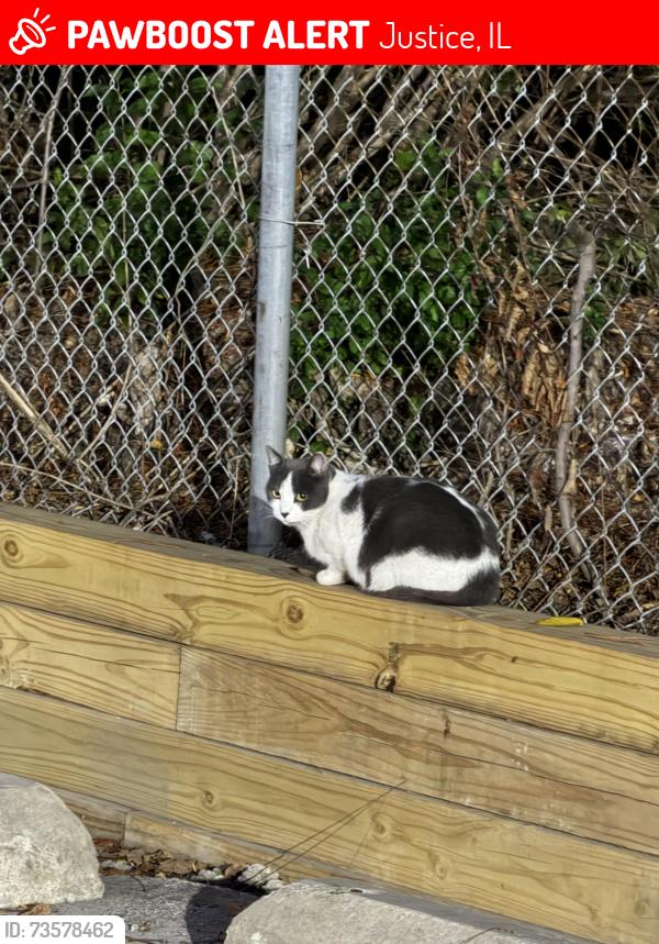 Lost Unknown Cat last seen Near South 87th ave, Justice, IL. Behind the building, Justice, IL 60458