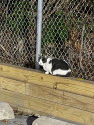 Lost Unknown Cat last seen Near South 87th ave, Justice, IL. Behind the building, Justice, IL 60458