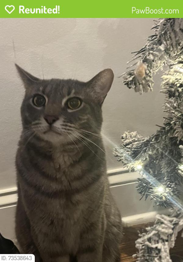 Reunited Male Cat last seen Miles Johnson parkway, Spring Hill, TN 37174