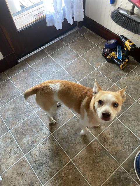 Shelter Stray Male Dog last seen 24TH ST & 36TH AVE, 2127 Front St, Sacramento, CA 95818, USA
