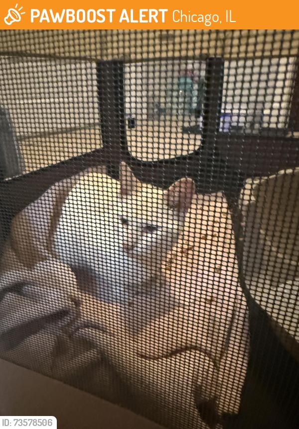 Found/Stray Male Cat last seen Cole Park, Chicago, IL 60619