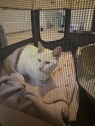 Found/Stray Male Cat last seen Cole Park, Chicago, IL 60619