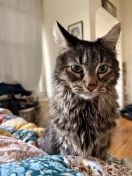 Lost Male Cat last seen The region, Chicago, IL 60618