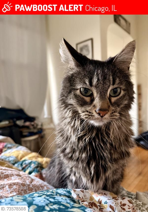 Lost Male Cat last seen The region, Chicago, IL 60618