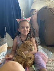Lost Female Cat last seen Near lakeshore blvd Mentor on the Lake 44060, Mentor-on-the-Lake, OH 44060