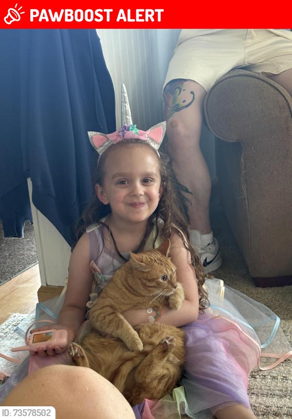 Lost Female Cat last seen Near lakeshore blvd Mentor on the Lake 44060, Mentor-on-the-Lake, OH 44060