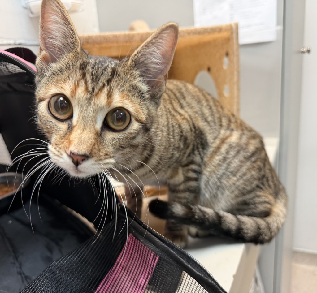 Shelter Stray Female Cat last seen Near E 109th Street, NEW YORK, NY, 10029, 326 E 110th St, New York, NY 10029, USA