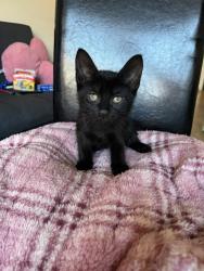 Shelter Stray Male Cat last seen Near Grand Concourse, BRONX, NY, 10456, 326 E 110th St, New York, NY 10029, USA