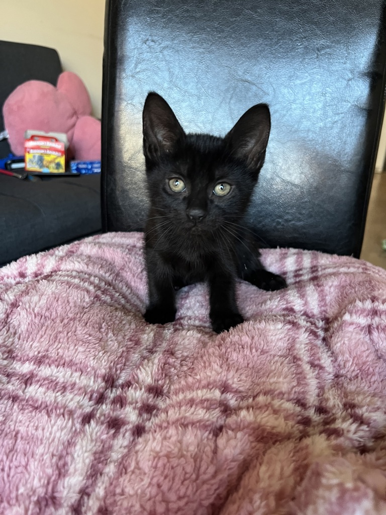 Shelter Stray Male Cat last seen Near Grand Concourse, BRONX, NY, 10456, 326 E 110th St, New York, NY 10029, USA