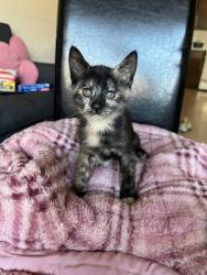 Shelter Stray Female Cat last seen Near Grand Concourse, BRONX, NY, 10456, 326 E 110th St, New York, NY 10029, USA