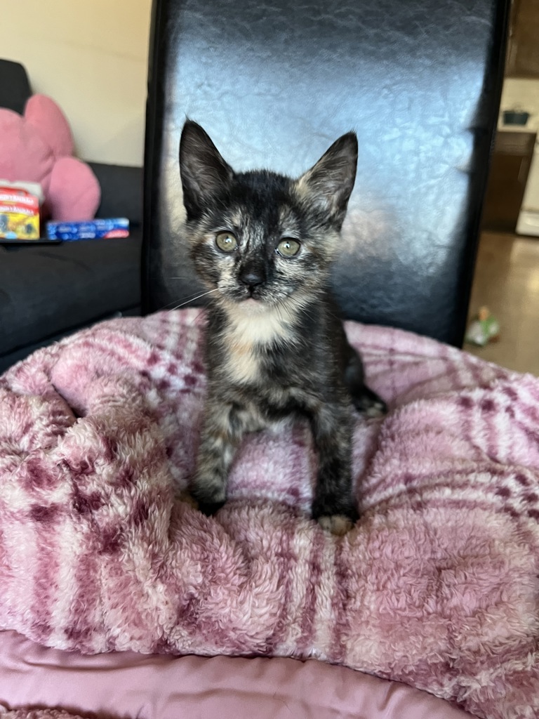 Shelter Stray Female Cat last seen Near Grand Concourse, BRONX, NY, 10456, 326 E 110th St, New York, NY 10029, USA