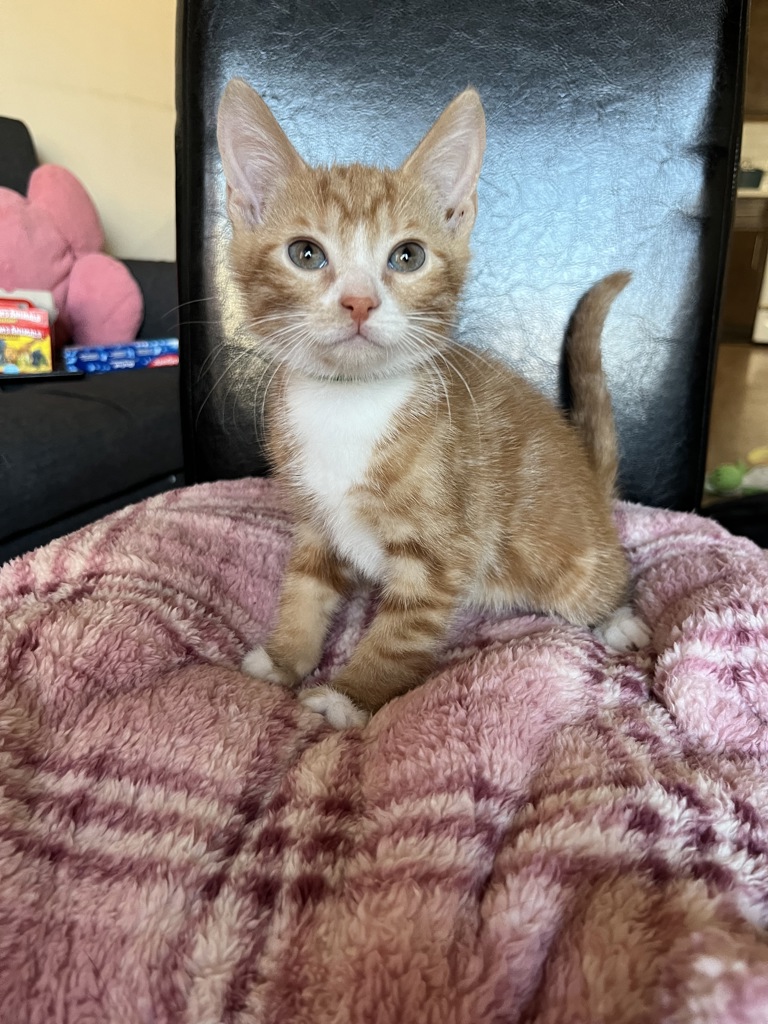 Shelter Stray Male Cat last seen Near Grand Concourse, BRONX, NY, 10456, 326 E 110th St, New York, NY 10029, USA