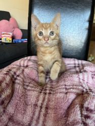 Shelter Stray Male Cat last seen Near Grand Concourse, BRONX, NY, 10456, 326 E 110th St, New York, NY 10029, USA