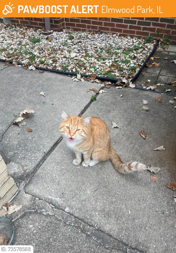 Found/Stray Male Cat last seen W cortland near 78th in Elmwood Park il, Elmwood Park, IL 60707