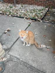 Found/Stray Male Cat last seen W cortland near 78th in Elmwood Park il, Elmwood Park, IL 60707