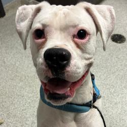 Shelter Stray Unknown Dog last seen , 1013 Garfield St, Oak Park, IL 60304, USA