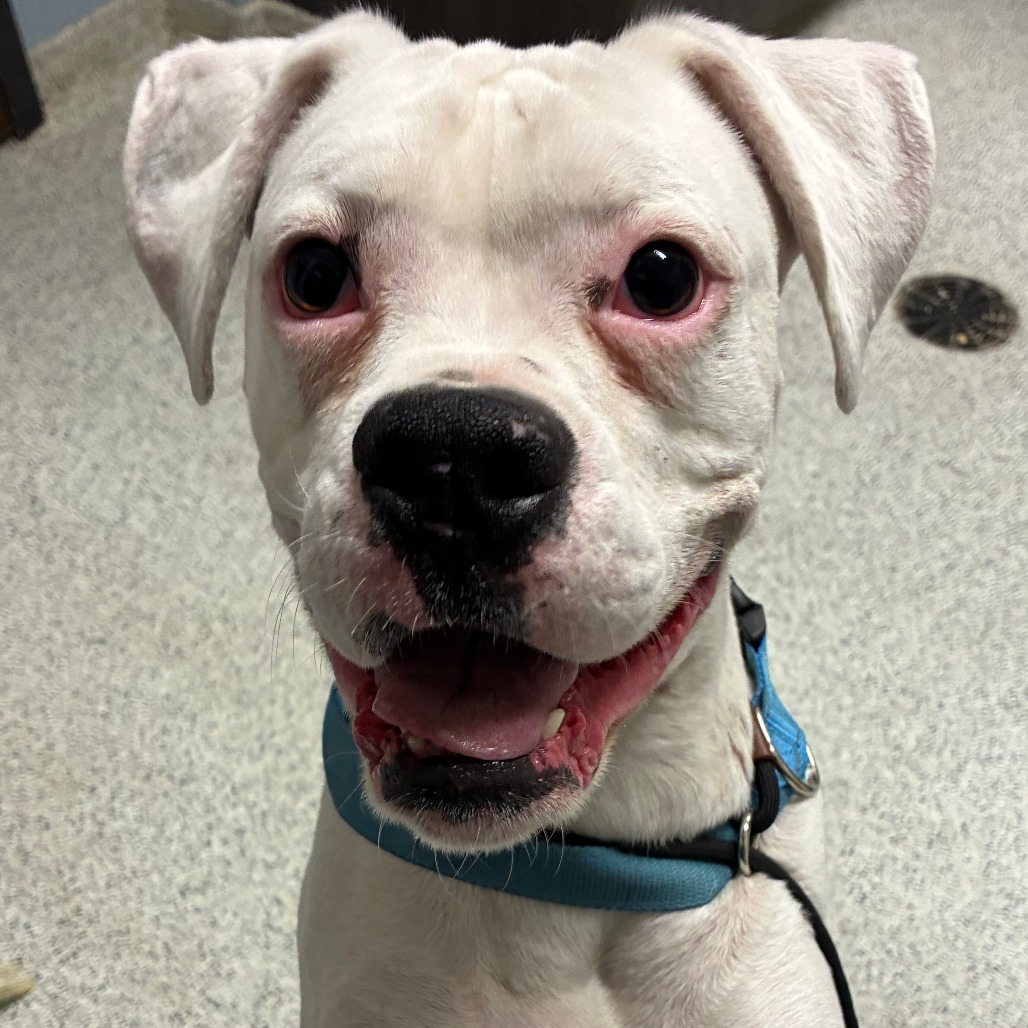Shelter Stray Female Dog last seen , 1013 Garfield St, Oak Park, IL 60304, USA