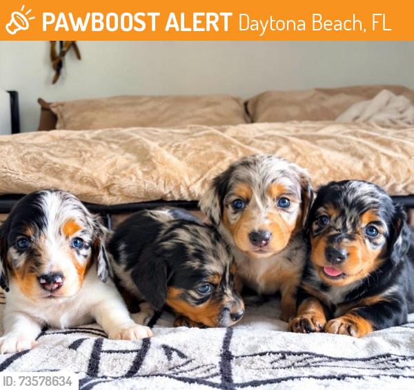 Found/Stray Female Dog last seen Palermo Blvd, Daytona Beach, FL 32114