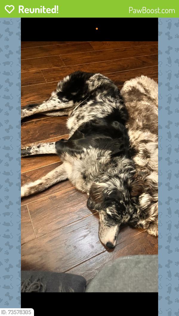 Reunited Female Dog last seen 17-92, Casselberry, FL 32707