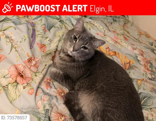 Lost Male Cat last seen Maple St and Larkin Ave, Elgin, IL 60123