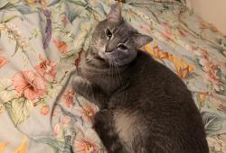 Lost Male Cat last seen Maple St and Larkin Ave, Elgin, IL 60123