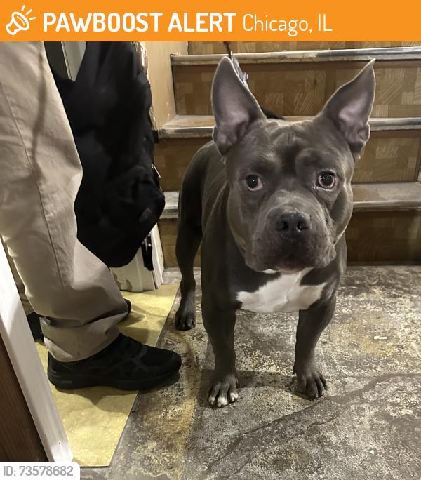 Found/Stray Male Dog last seen Belmont and laramie, Chicago, IL 60641