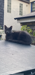Lost Female Cat last seen Azof Street, Greater London, England 