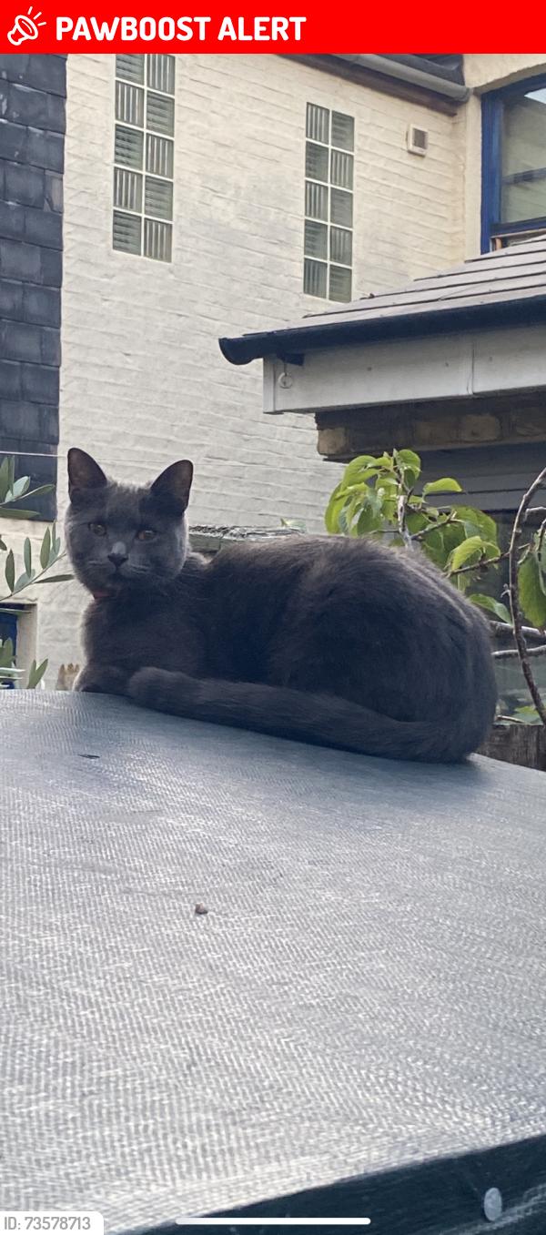 Lost Female Cat last seen Azof Street, Greater London, England 