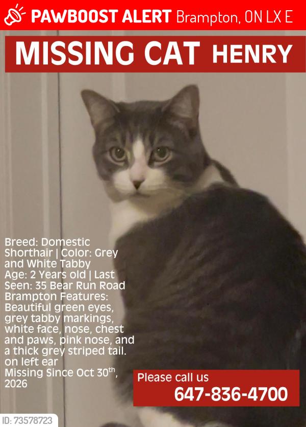 Lost Male Cat last seen Near bear run road Brampton ON, Brampton, ON L6X 0E4