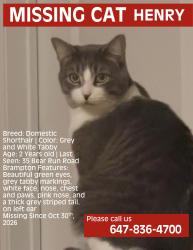 Lost Male Cat last seen Near bear run road Brampton ON, Brampton, ON L6X 0E4