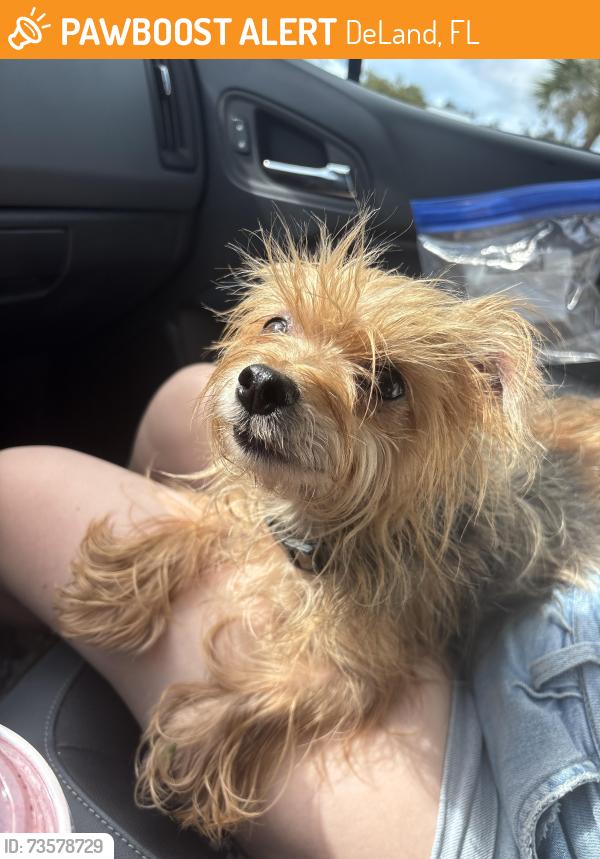 Found/Stray Male Dog last seen Spring garden Ave and Gayle Dr, DeLand, FL 32720
