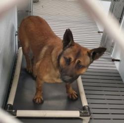 Shelter Stray Male Dog last seen carolina custom, New Bern, NC, 1639 Old Airport Rd, New Bern, NC 28562, USA