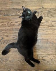 Lost Male Cat last seen Allen Dr and Fisk Road, Wayne, NJ 07470