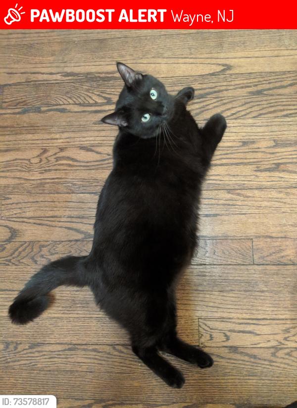 Lost Male Cat last seen Allen Dr and Fisk Road, Wayne, NJ 07470