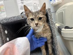 Shelter Stray Unknown Cat last seen Near Nereid Avenue, BRONX, NY, 10466, 326 E 110th St, New York, NY 10029, USA