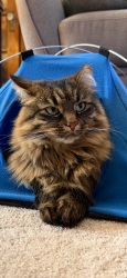 Lost Female Cat last seen Lincoln, Windsor, ON N8W 2R5