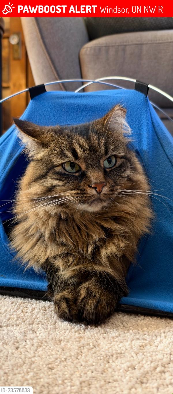 Lost Female Cat last seen Lincoln, Windsor, ON N8W 2R5