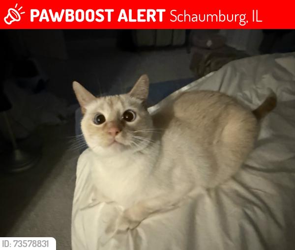 Lost Male Cat last seen Stirling, Holmes, Knowlewood, Mallow in Schaumburg IL, Schaumburg, IL 60194