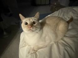 Lost Male Cat last seen Stirling, Holmes, Knowlewood, Mallow in Schaumburg IL, Schaumburg, IL 60194