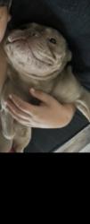 Lost Male Dog last seen Beswick & Spence, Los Angeles, CA 90023