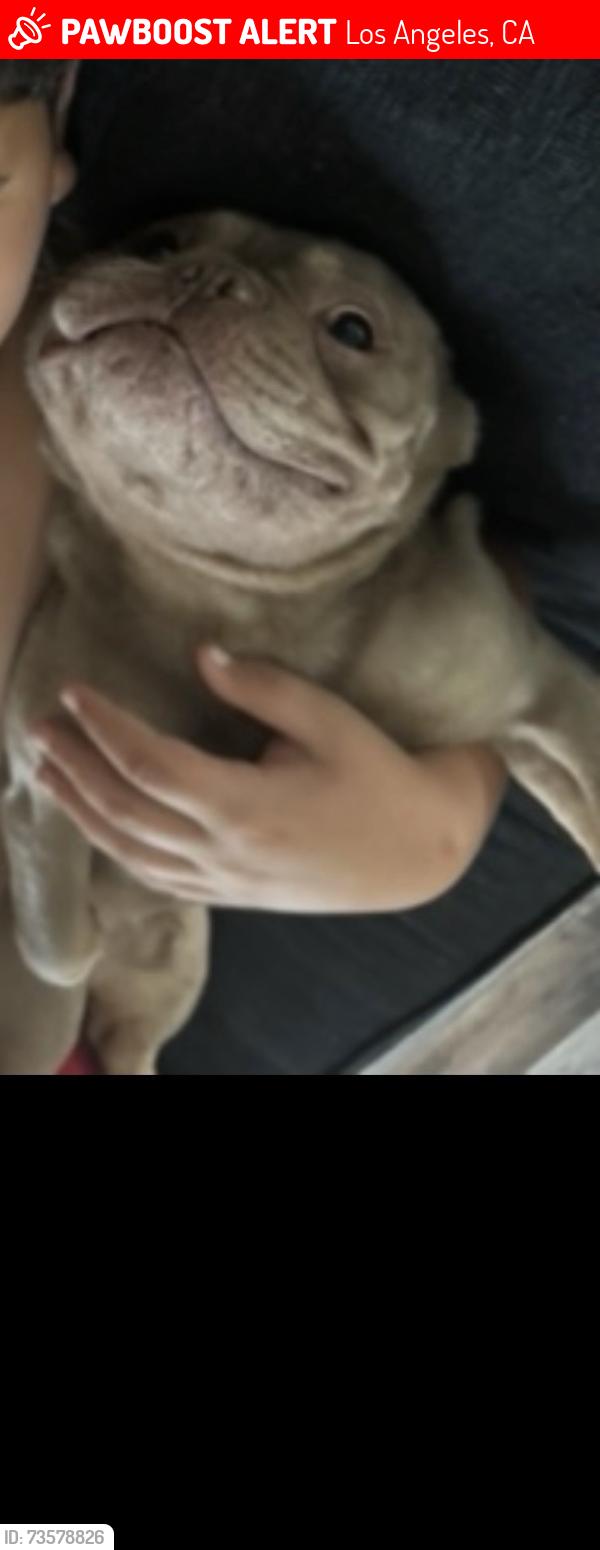 Lost Male Dog last seen Beswick & Spence, Los Angeles, CA 90023