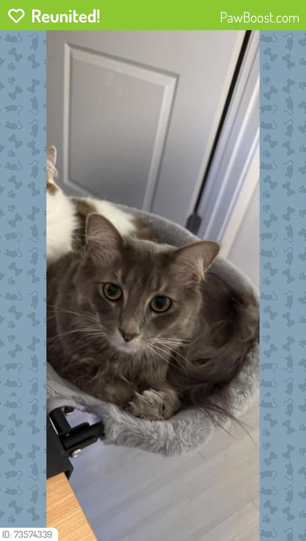 Reunited Male Cat last seen Golden Bud Ln, Flowery Branch, GA 30542, USA, Flowery Branch, GA 30542