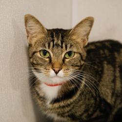 Shelter Stray Female Cat last seen , 3607 N Armenia Ave, Tampa, FL 33607, USA